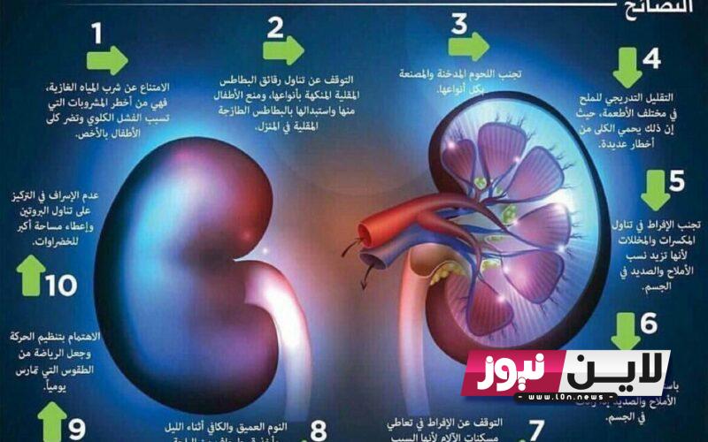 كيف تحافظ على كليتك من الفشل الكلوي وماهى أفضل المواد الطبيعية التي تُحيي الكلى