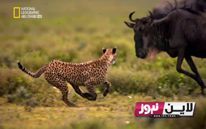 نزلها الآن.. تردد قناة ناشيونال جيوغرافيك  National Geographic مجانا نايل سات وعرب سات 2023