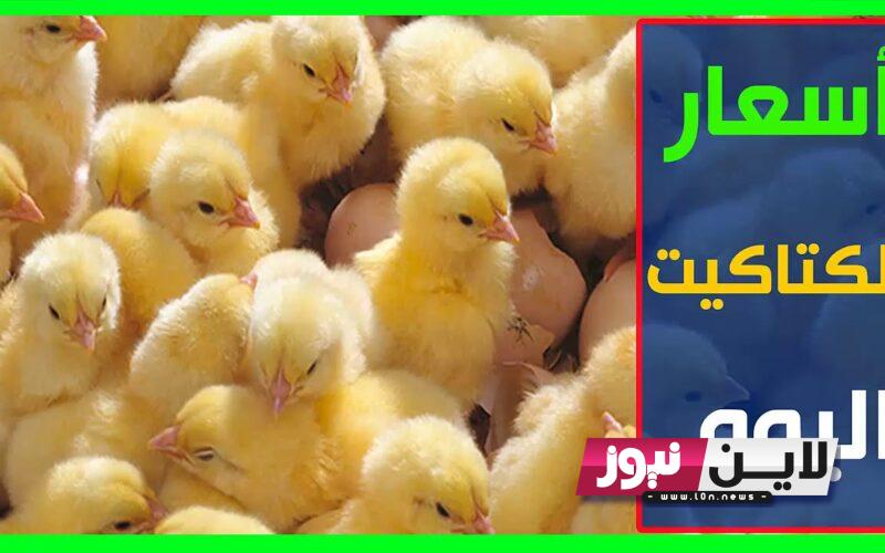 اسعار الكتاكيت البيضاء اليوم الاحد 27/8/2023 بجميع الشركات في مصر