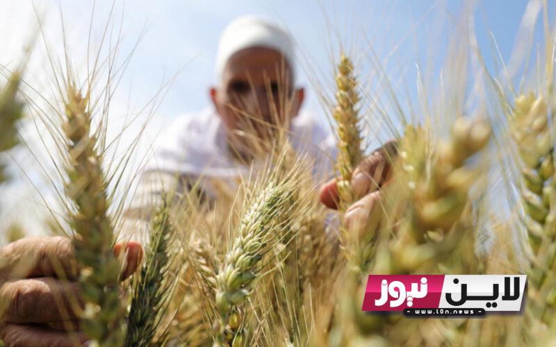 عاجل: تطبيق الدورة الزراعية في القمح في الموسم القادم 2024 وفق بيان وزارة الزراعة