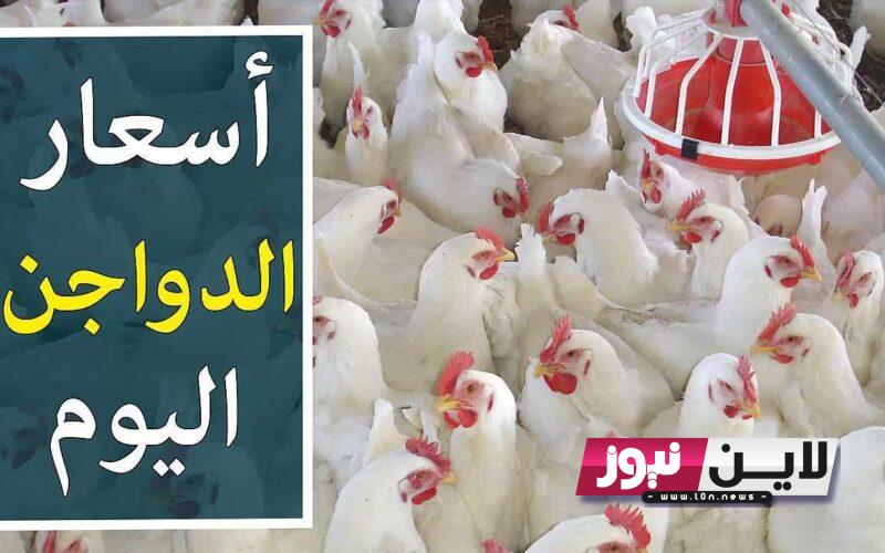 معرفة كم أسعار الفراخ بورصة الدواجن اليوم الأحد 1/10/2023 في مصر للمستهلك  بالأسواق المحلية