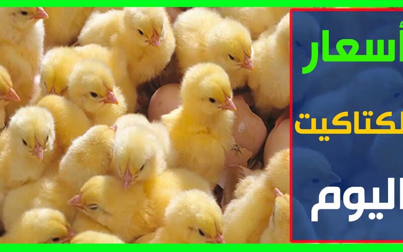 كم سعر الكتكوت الأبيض اليوم السابع الأحد 5/ 11/ 2023 في بورصة الدواجن والأسواق المحلية للمستهلك