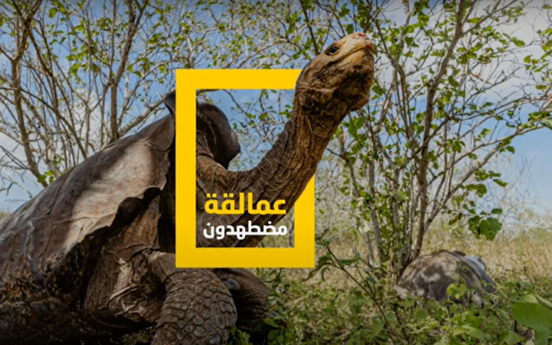 إشارة قوية .. تردد قناة ناشونال جيوغرافيك “National Geographic” على النايل سات لمتابعة برامج علوم الطبيعة والحيوان